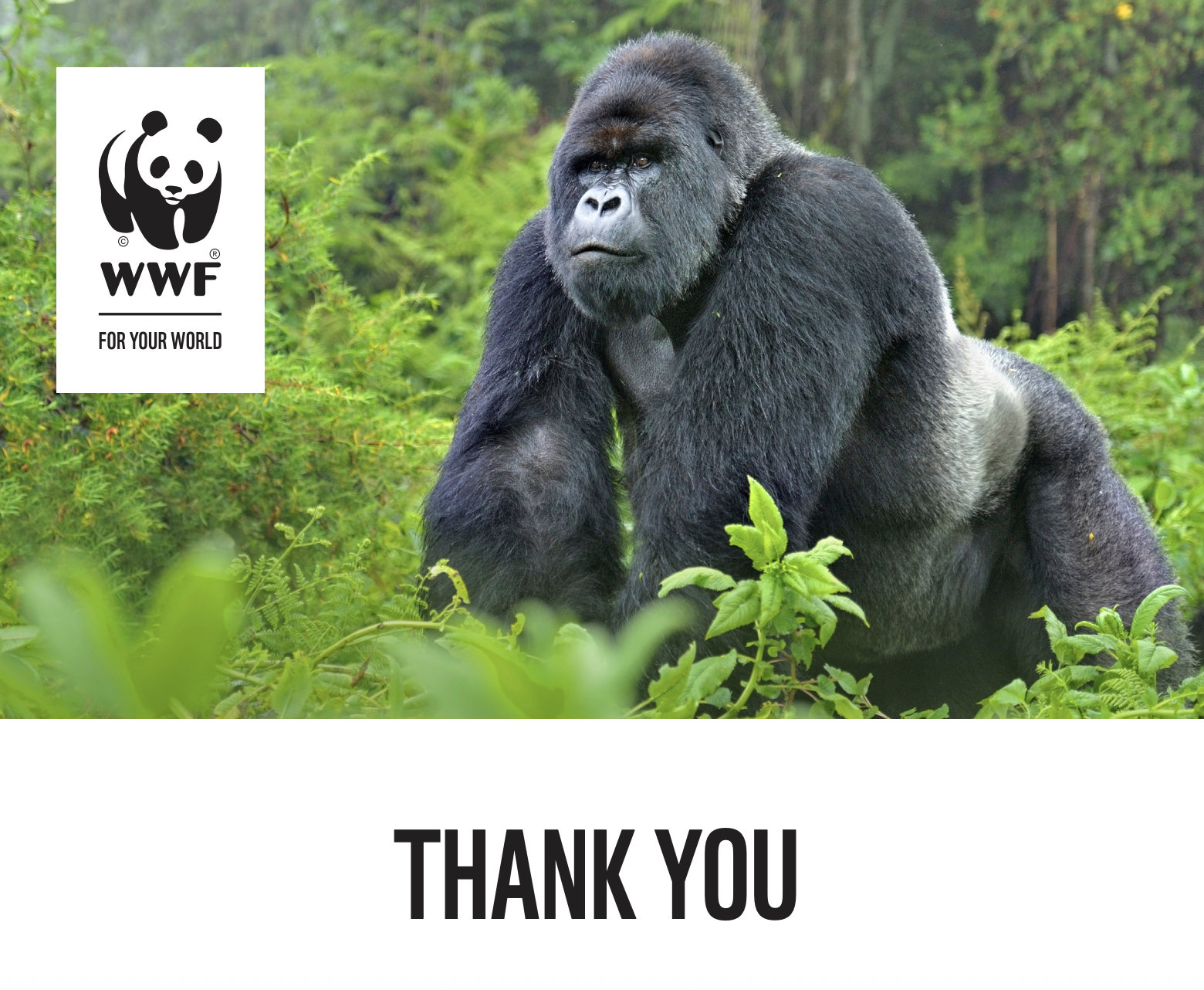 WWF Silverback Gorilla Adoption Certificate